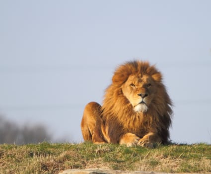Male lion