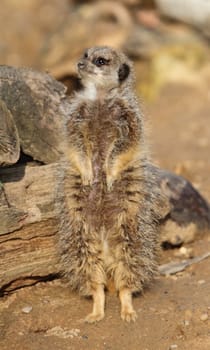 Meerkat on sentry duty