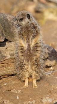 Meerkat on sentry duty