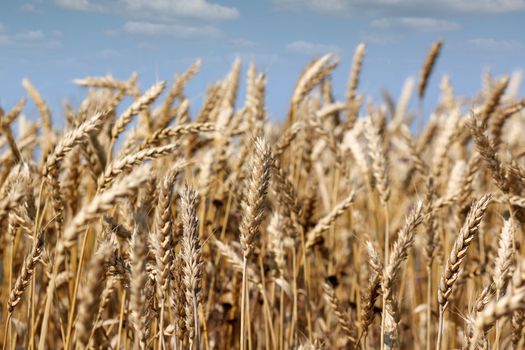 agriculture golden wheat and blue sky