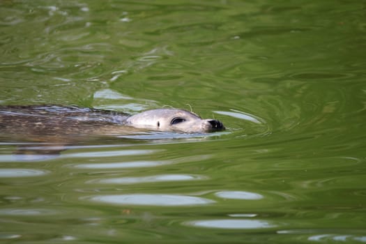 seal swimming nature wildlife scene