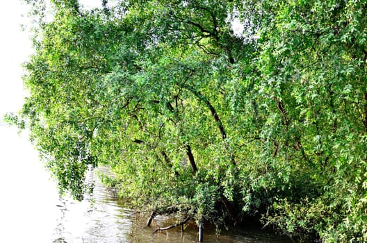 Tree beside the river, Bangkok, Thailand