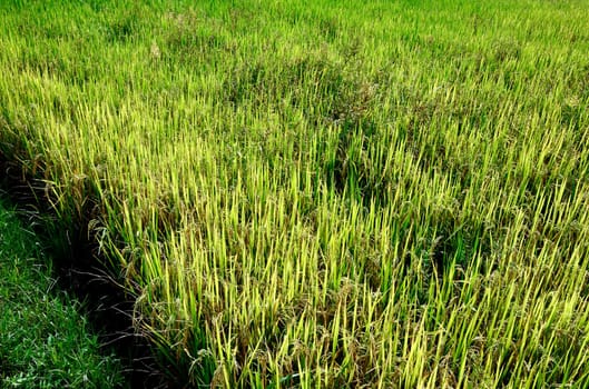 Organic rice in the farm, Thailand