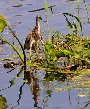 A pond Heron and it's reflection in blue lake water