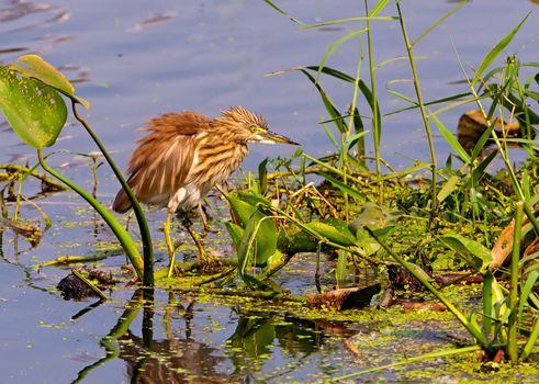 A pond Heron and it's reflection in blue lake water