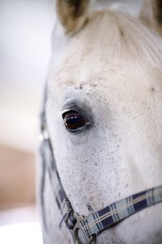 Eye of a white horse. Muzzle of a horse. Look of a horse. Muzzle of a white stallion.