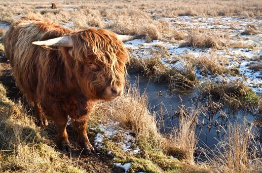 Highland cattle outdoors on pasture in winter