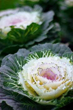 Decorative cabbage. Garden plant. Decorative vegetable. Vegetable plant. Beautiful vegetable.