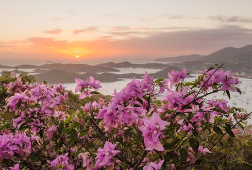 Red flowers frame the sunset over the islands in harbor of Charlotte Amalie St Thomas USVI
