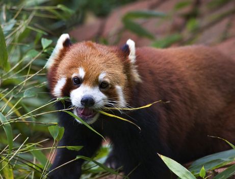 Red Panda Shining Cat Eating Bamboo Panda Breeding Center Chengdu Sichuan China