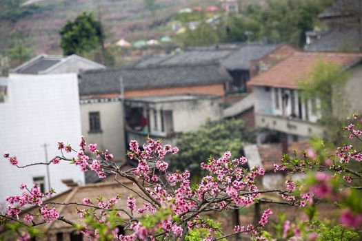 Chinese Peasant Houses, Peach Tree Village, Pink Blossoms, Chengdu, Sichuan, China