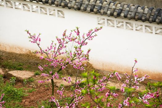 Pink Peach Blossoms White Chinese Wall; Village; Chengdu; Sichuan; China