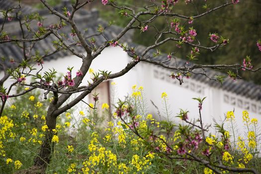 Pink Peach Trees Yellow Canola Blossoms; White Chinese Wall; Village; Chengdu; Sichuan; China