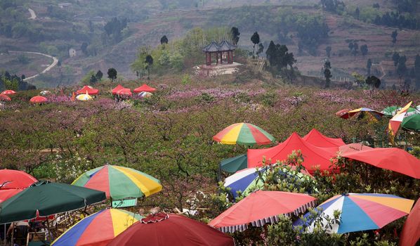 China Peach Orchard Festival, Colorful Umbrellas, Chinese, party, Chengdu, Sichuan