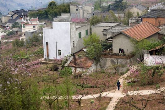 China Peasant Village Peach Tree Orchard, Chengdu, Sichuan, China, Crossroads, Peasant Walking on Road with Pail.