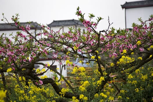 Pink Peach Yellow Canola Blossoms White Chinese farm buildings peasant village chengdu sichuan china