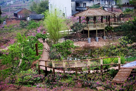 Peach Blossoms Trees, Fields, Orchards, Bridge, peasant village, Chengdu, Sichuan, China