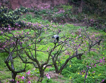 Chinese peasant working in orchard with flowers, peach tree village, Chengdu, Sichuan, China spring