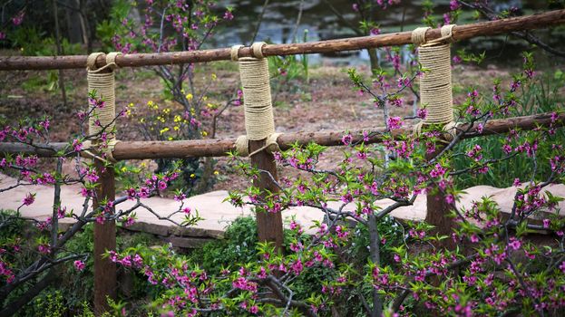 Wooden Bridge, flowers Orchard, Peach Trees, Peasant Village, Chengdu, Sichuan, China