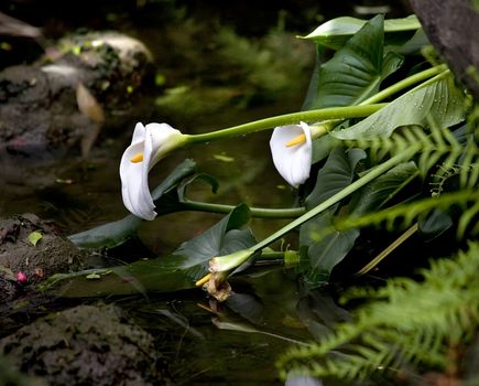 White Calla Lillies pond reflections, Wuhou Memorial, Three Kingdoms, Temple, Chengdu, Sichuan, China