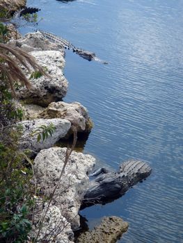 Two alligators in the water, Everglades, Florida, USA