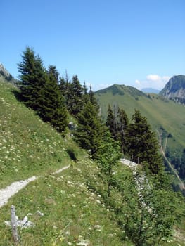 Path in the Alps mountains between fir trees by summer, Switzerland