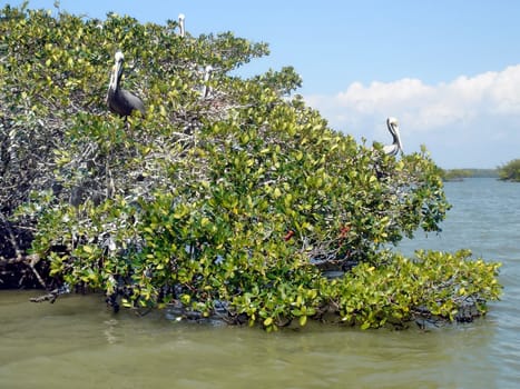 Several pelicans sitting on mangrove trees, Everglades, Florida, USA