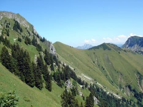 Alps mountains and fir trees by summer, Switzerland