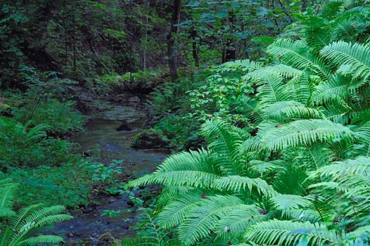 Forest stream overgrown with moss and ferns