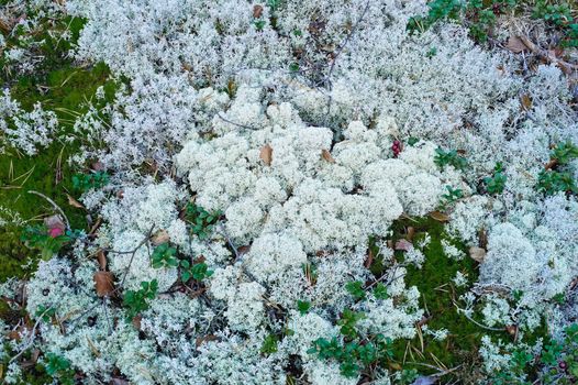 Natural background of different moss in the forest