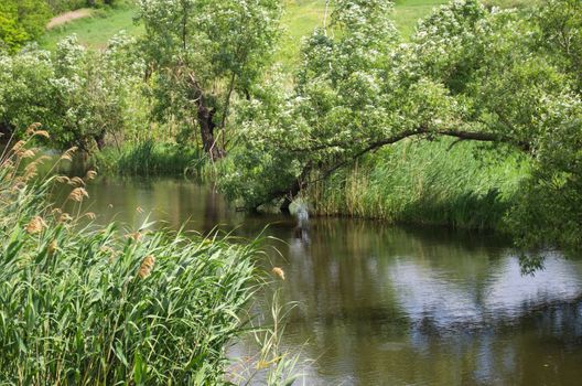 on photographies, the river on background of the nature.