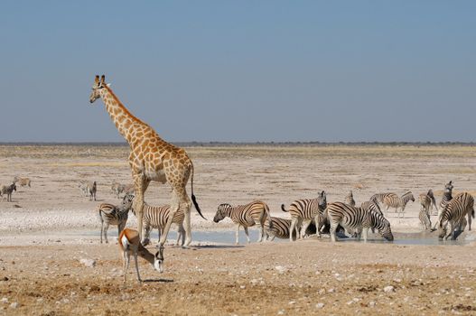 Giraffe, Springbok and zebras at Nebrownii in the Etosha National Park, Namibia