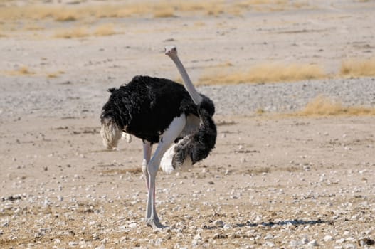 Male Ostrich in the Etosha National Park, Namibia