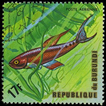 Republic of Burundi, - CIRCA 1975: A stamp printed by Burundi shows the fish Aphysemion bivittatum, circa 1975