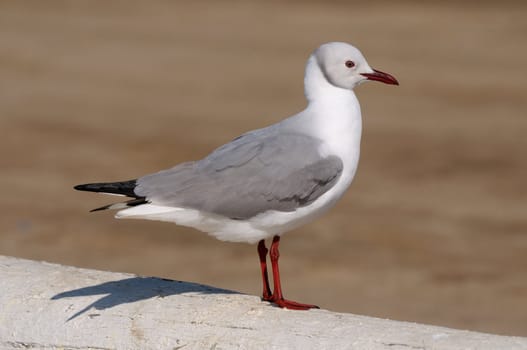 Grey-headed Gull at Walvisbay in Namibia