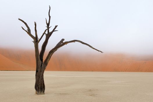 Tree skeleton at Deadvlei near Sossusvlei, Namibia