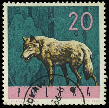 POLAND - CIRCA 1965: A stamp printed in Poland from the "Forest Animals" issue shows a wolf, circa 1965.