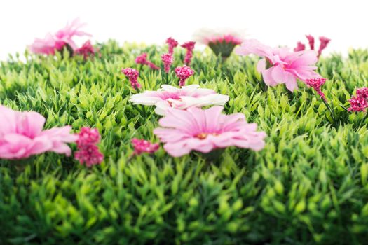 Beautiful flowers on grass