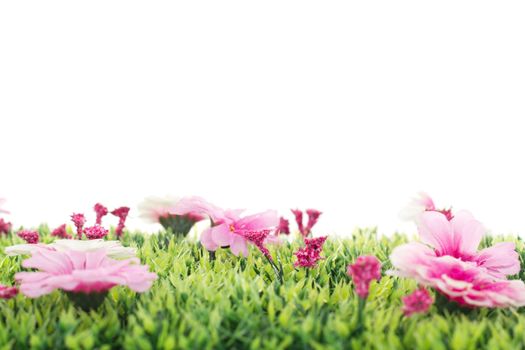 Beautiful flowers on grass