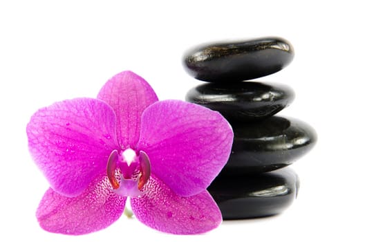 purple orchid flower and balck pebbles on white background