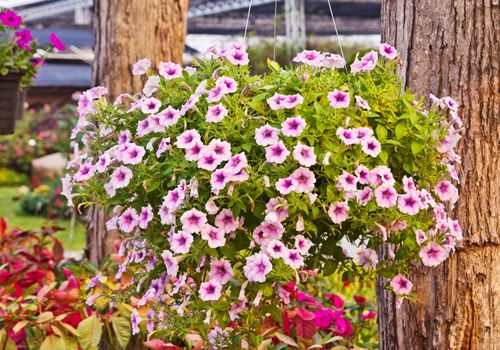 Petunia flower