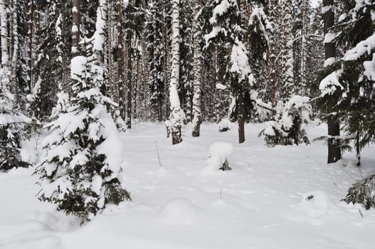 Coniferous and birch trees in winter forest
