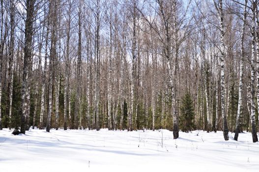 Birch and fir trees in winter forest