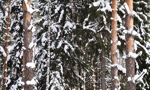 Snow-covered trunks of birch and pine in the winter forest