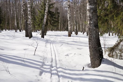 Winter birch forest with ski track, Russia