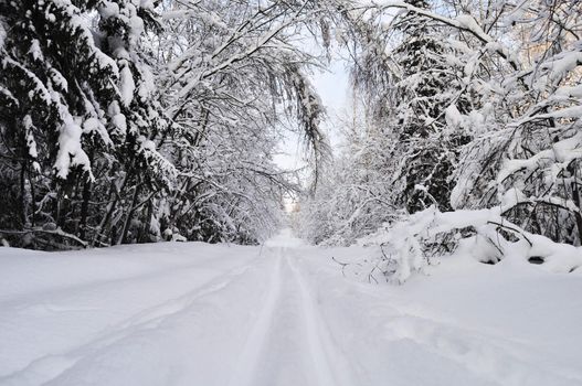 Winter forest with ski track, Russia