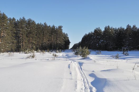 Snow-covered clearing in coniferous winter forest with ski track