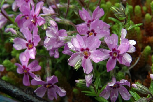 Close up of fruit flowers in the earliest springtime