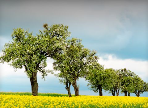 trees surrounded by rapeseed