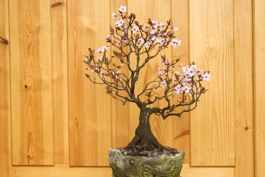 plum (Prunus cerasifera) blossom bonsai potted handmade